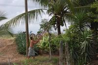 Ernte frischer Kokosnüsse für unsere Radgruppe