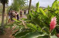 Erfrischung aus frischen Kokosnüssen