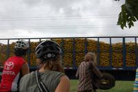 Orangen für die Fabrik für Fruchtkonzentrate