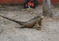 Ziel unserer Radetappe: Die Leguanbrücke in Muelle