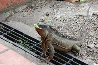 Leguan an der Leguanbrücke in Muelle
