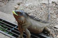 Leguan an der Leguanbrücke in Muelle
