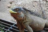 Leguan an der Leguanbrücke in Muelle