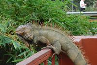 Leguan an der Leguanbrücke in Muelle