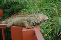 Leguan an der Leguanbrücke in Muelle