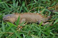 Leguan an der Leguanbrücke in Muelle