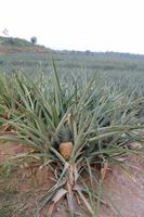 Ananasplantage in Costa Rica