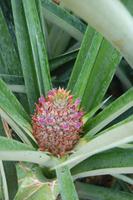 Ananasblüte