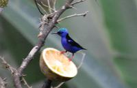 Türkisnaschvogel oder Rotfusshonigsauger