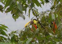 Tukan am Hotel Eco Lodge in La Fortuna