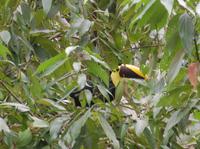 Tukan am Hotel Eco Lodge in La Fortuna