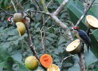 Eichelspecht (Acorn Woodpecker, Melanerpes formicivorus)