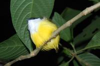 Regenvogel oder Gelbbauch-Spateltyrann (Common Tody-Flycatcher, Todirostrum cinereum)