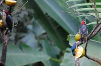 Eichelspecht (Acorn Woodpecker, Melanerpes formicivorus)