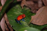 Pfeilgiftfrosch - Vorsicht - nicht küssen!!