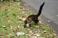 Nasenbär am Arenalsee