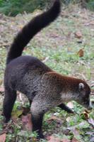 Nasenbär am Arenalsee