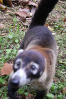 Nasenbär am Arenalsee