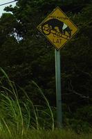 Vorsicht Gürteltier