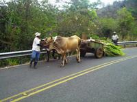 Zuckerrohr-Transporter