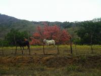 Roter Baum mit weißem Rind