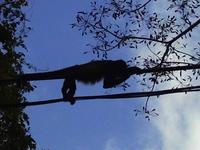 Brüllaffe mit 110 V Anschluss