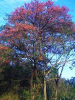 Ein roter Baum