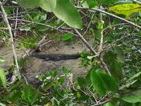 Krokodil an der Brücke in der Carrillo-Bucht 