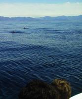 Haie in der Carrillo-Bucht