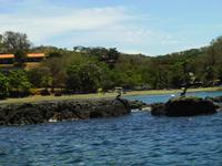 Pelikane in der Carrillo-Bucht