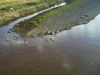 Krokodile an der Brücke über den Tárcoles-River 