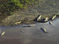 Krokodile an der Brücke über den Tárcoles-River 