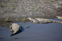Krokodile an der Brücke über den Tárcoles-River 