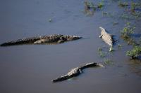 Krokodile an der Brücke über den Tárcoles-River 