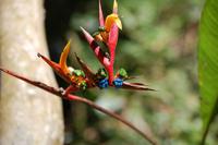 Exotische Pflanzen und Blüten