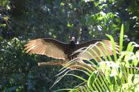 Königsgeier im Carara-Nationalpark