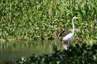 Fischreier im Carara-Nationalpark