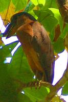 Kahnschnabelvogel im Carara-Nationalpark