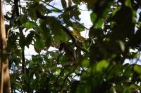 Kahnschnabelvogel im Carara-Nationalpark
