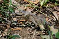 Baby-Krokodil mit einer Echse im Maul