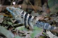 Leguan im Carara-Nationalpark