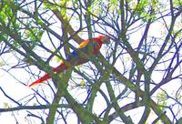 Ara in den Bäumen des Carara-Parks