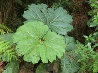 Regenschirm der Armen