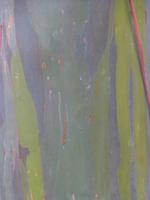 Stamm eines Eukalyptusbaums 