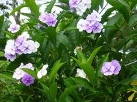 Medizingarten Dona Christina