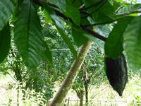 Medizingarten Dona Christina