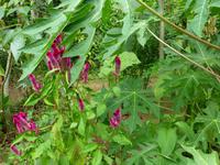 Indianerreservat Guatuso