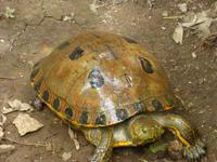 Indianerreservat Guatuso