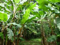 Indianerreservat Guatuso