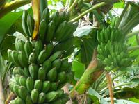 Indianerreservat Guatuso